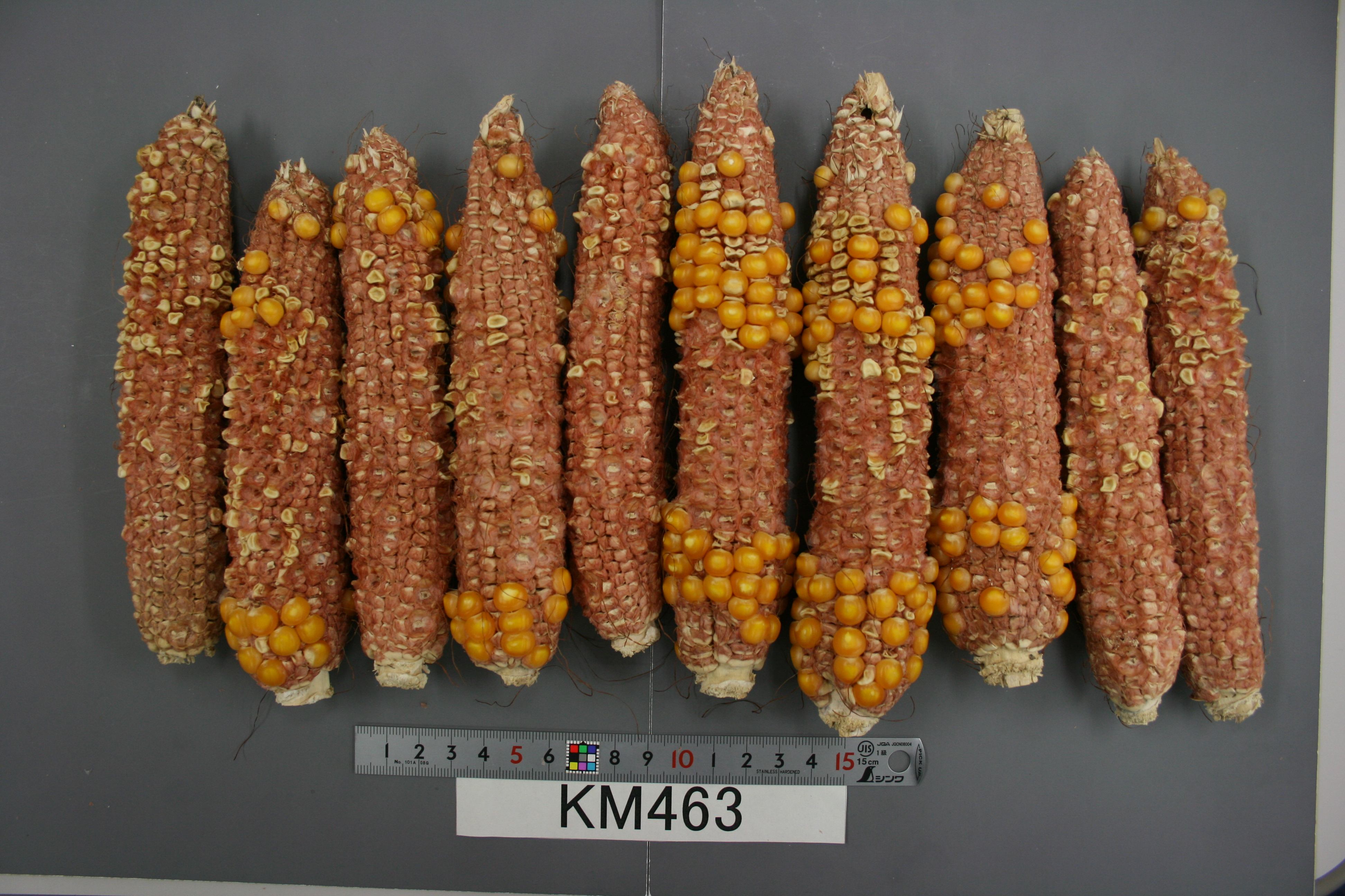 品種登録迅速化総合電子化システム