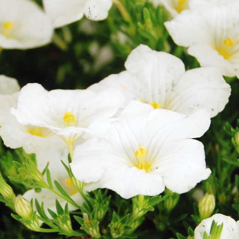 品種登録迅速化総合電子化システム