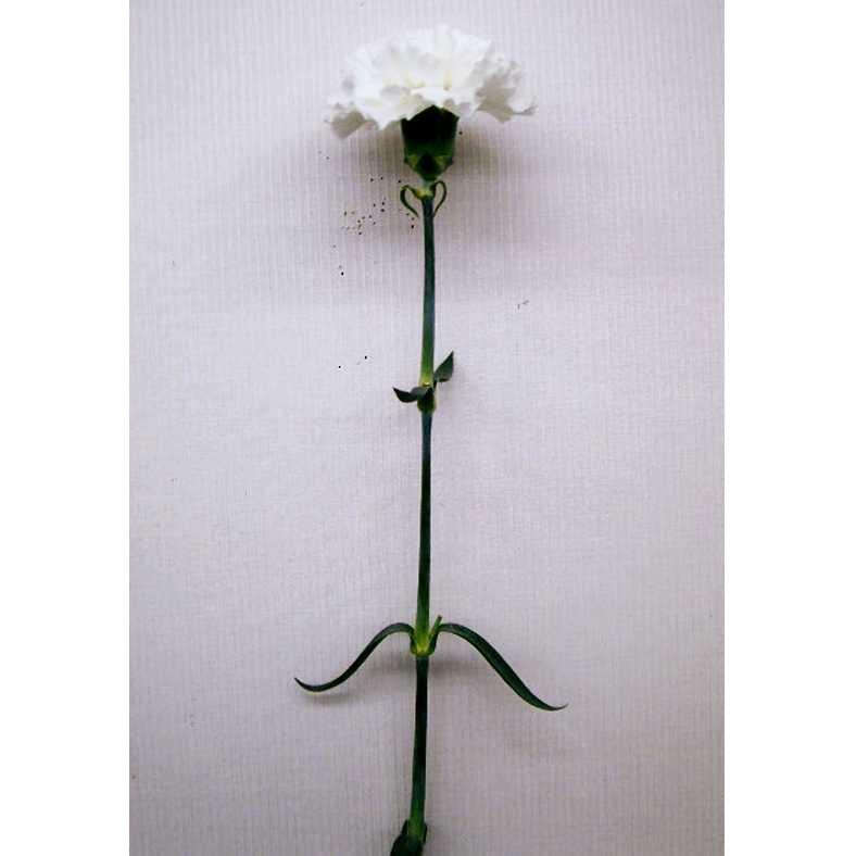 品種登録迅速化総合電子化システム