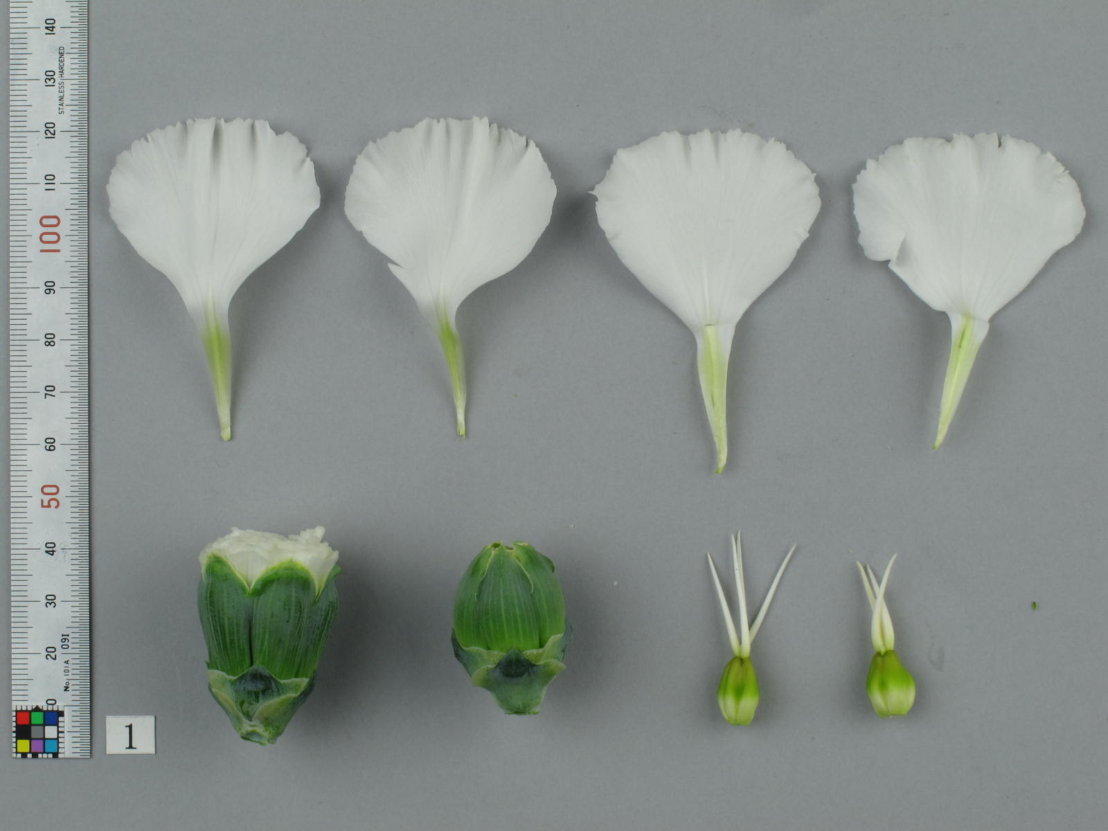 品種登録迅速化総合電子化システム