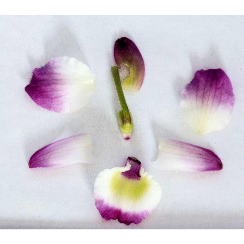 品種登録迅速化総合電子化システム