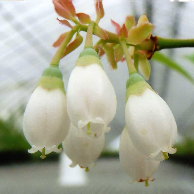 品種名　確認中 品種登録迅速化総合電子化システム