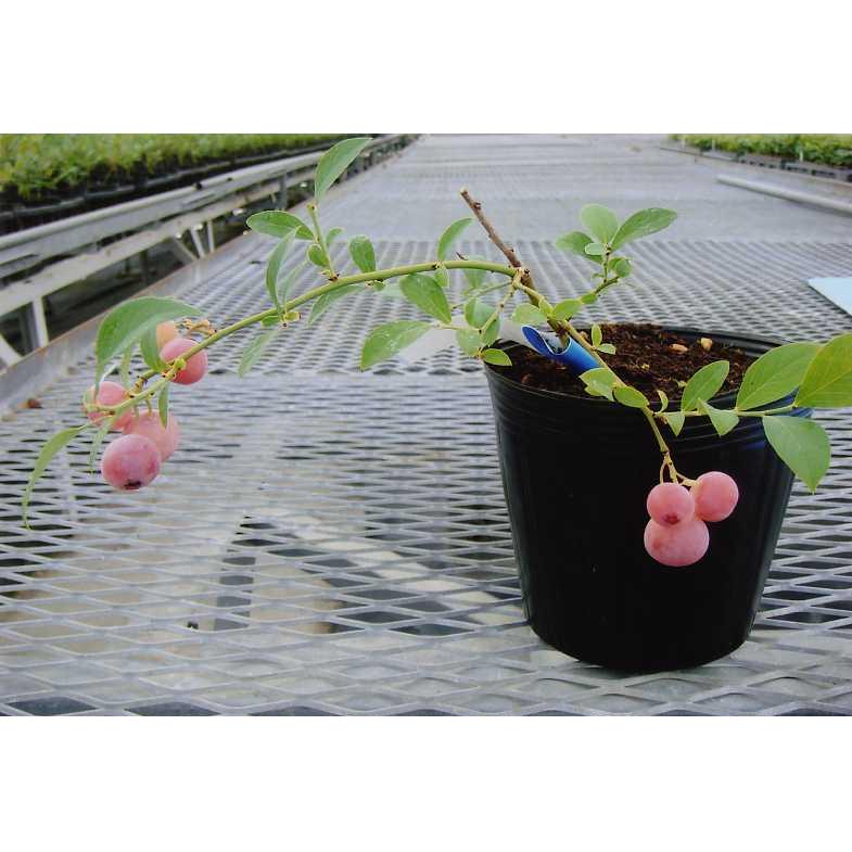 品種登録迅速化総合電子化システム