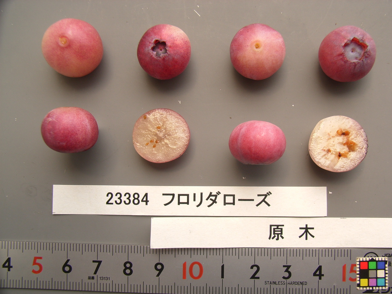 品種名　確認中 種牡馬一覧｜アロースタッド