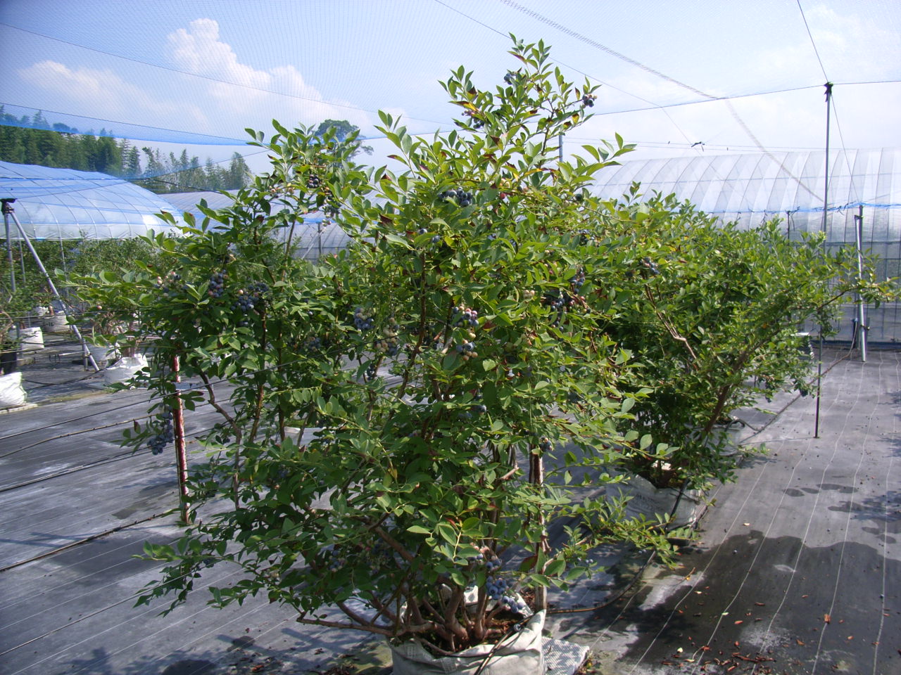 品種名　確認中 種牡馬一覧｜アロースタッド