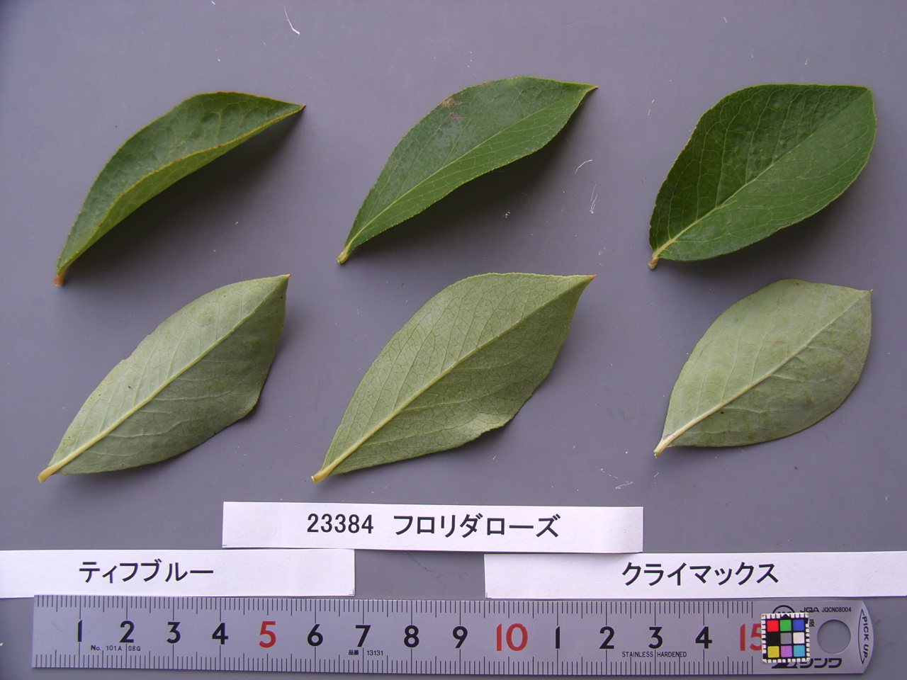 品種名　確認中 種牡馬一覧｜アロースタッド