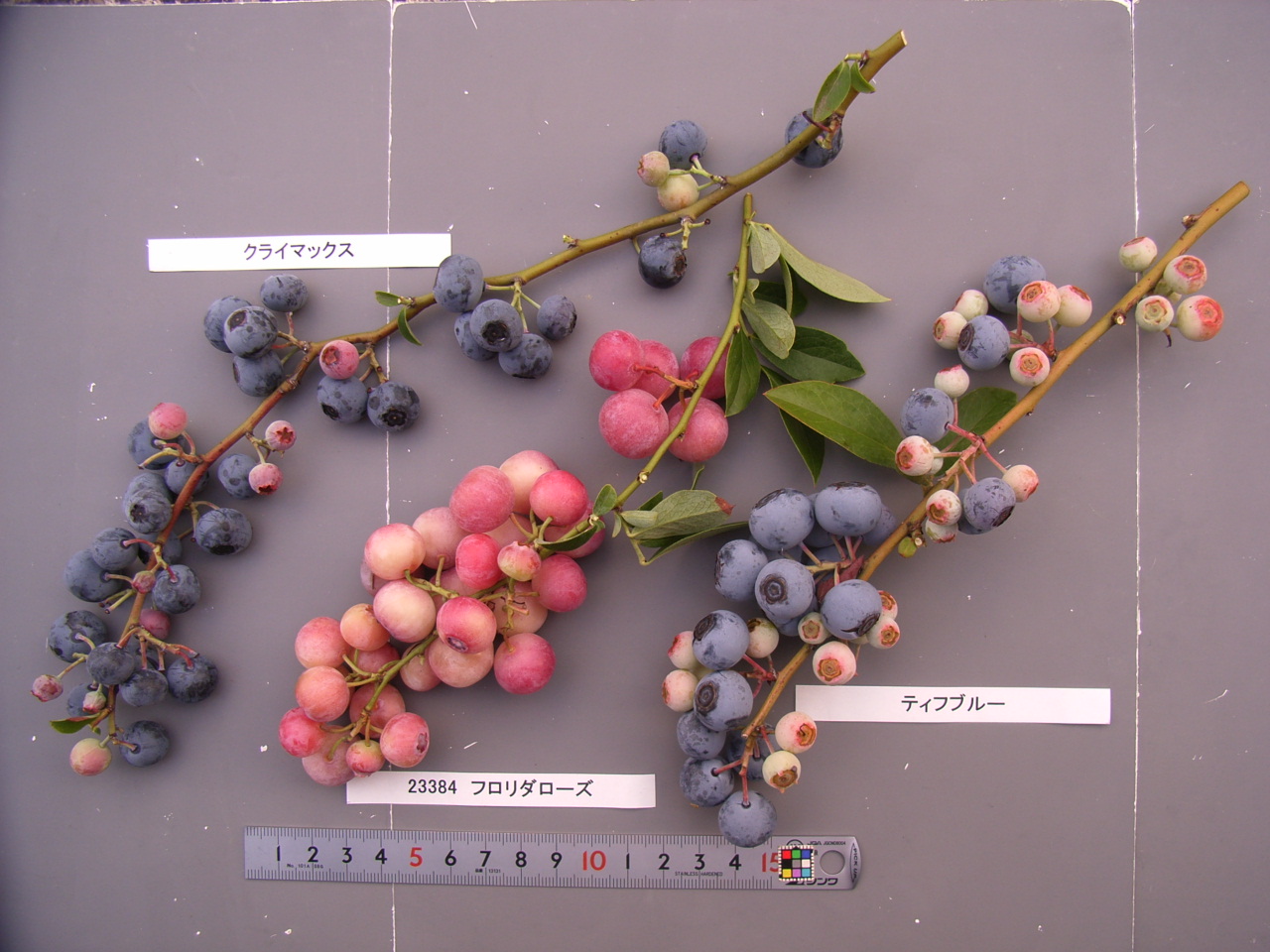 品種名　確認中 品種登録迅速化総合電子化システム