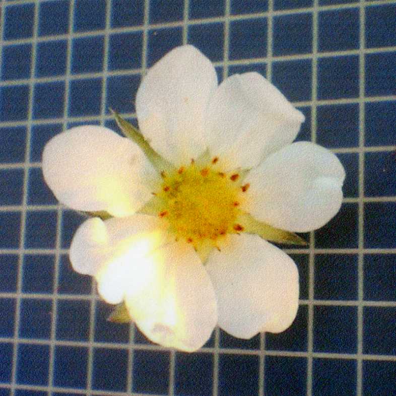 品種登録迅速化総合電子化システム