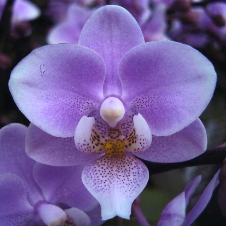 品種登録迅速化総合電子化システム