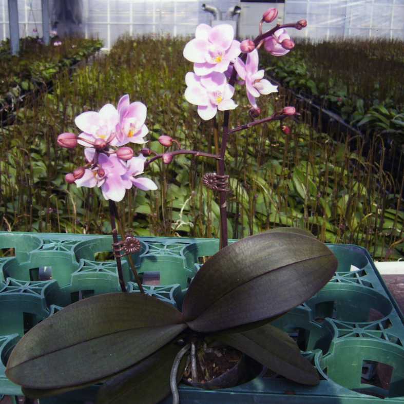 品種登録迅速化総合電子化システム