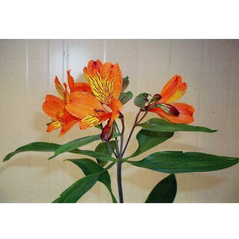 品種登録迅速化総合電子化システム