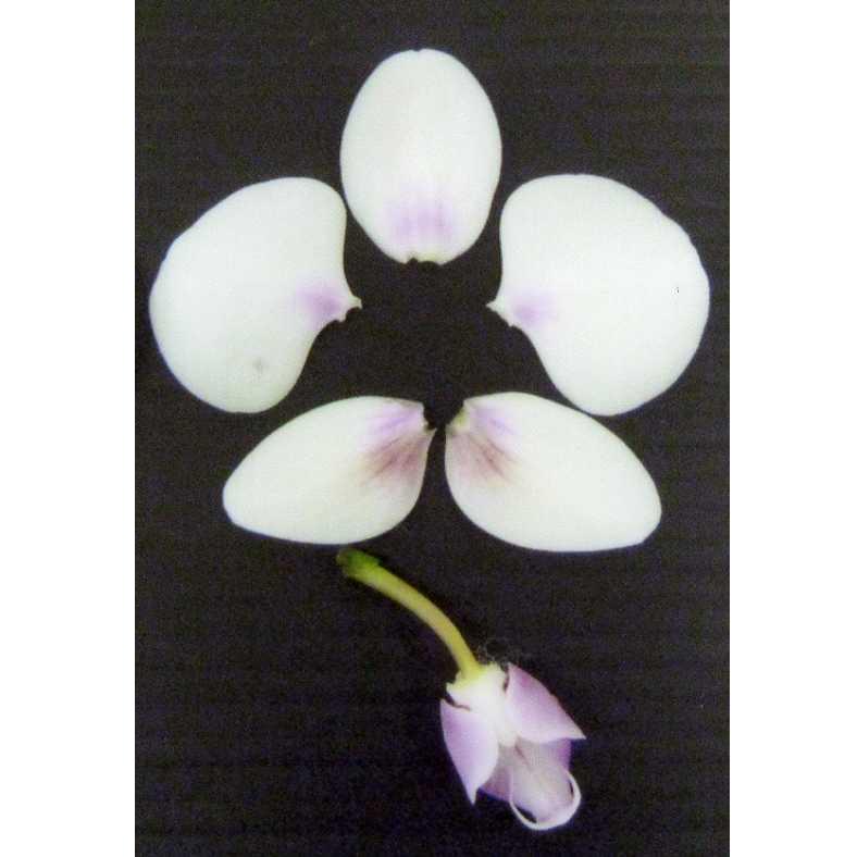 品種登録迅速化総合電子化システム