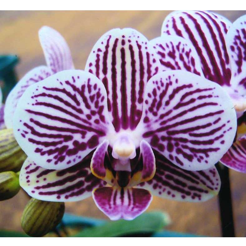 品種登録迅速化総合電子化システム