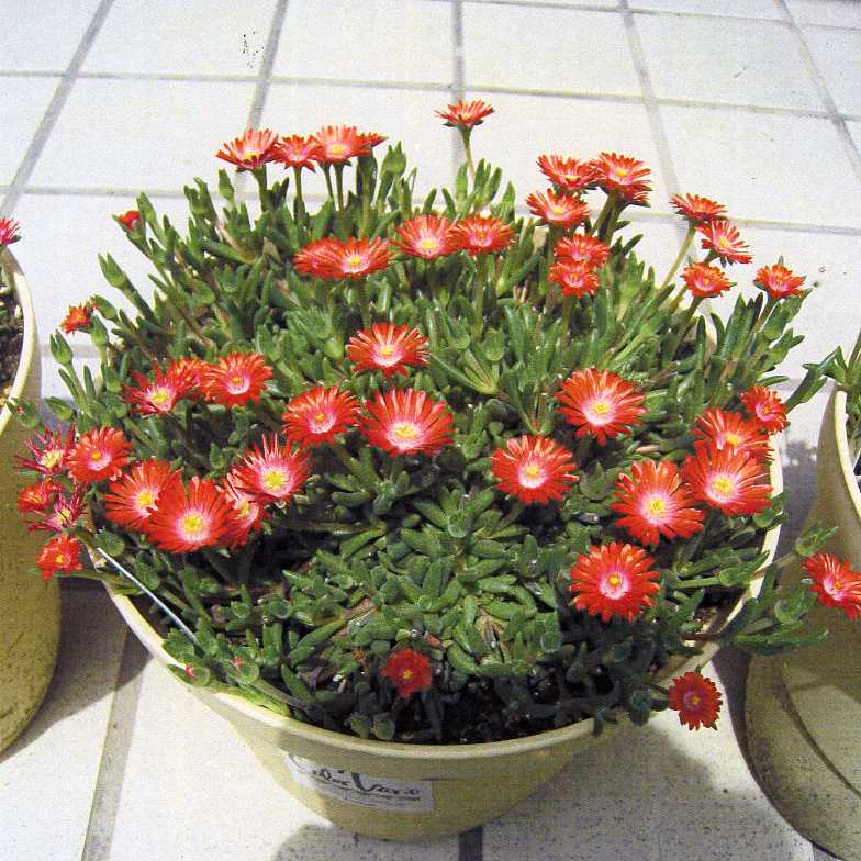 品種不明　確認画像 155-909-1_9eafd34f-8812-4e87-