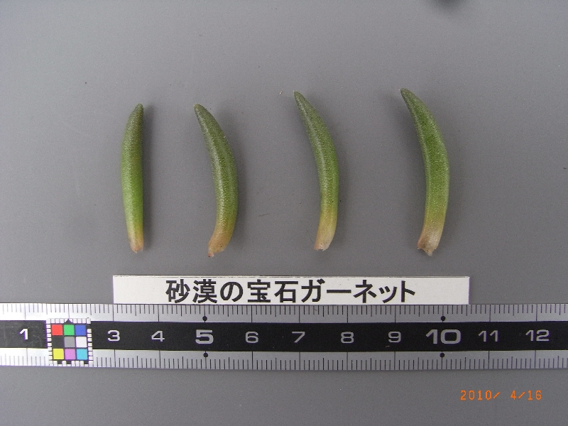 品種登録迅速化総合電子化システム