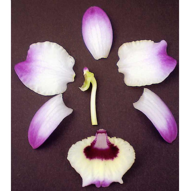 品種不明　確認画像 Ceratostema gualaquizensis 花がピンクっぽい個体。現地ナーセリー