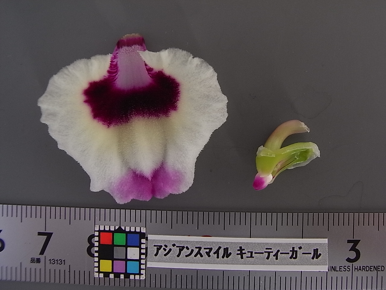 みちまる農林ページ 2024年7月号｜目次 - 現代農業WEB