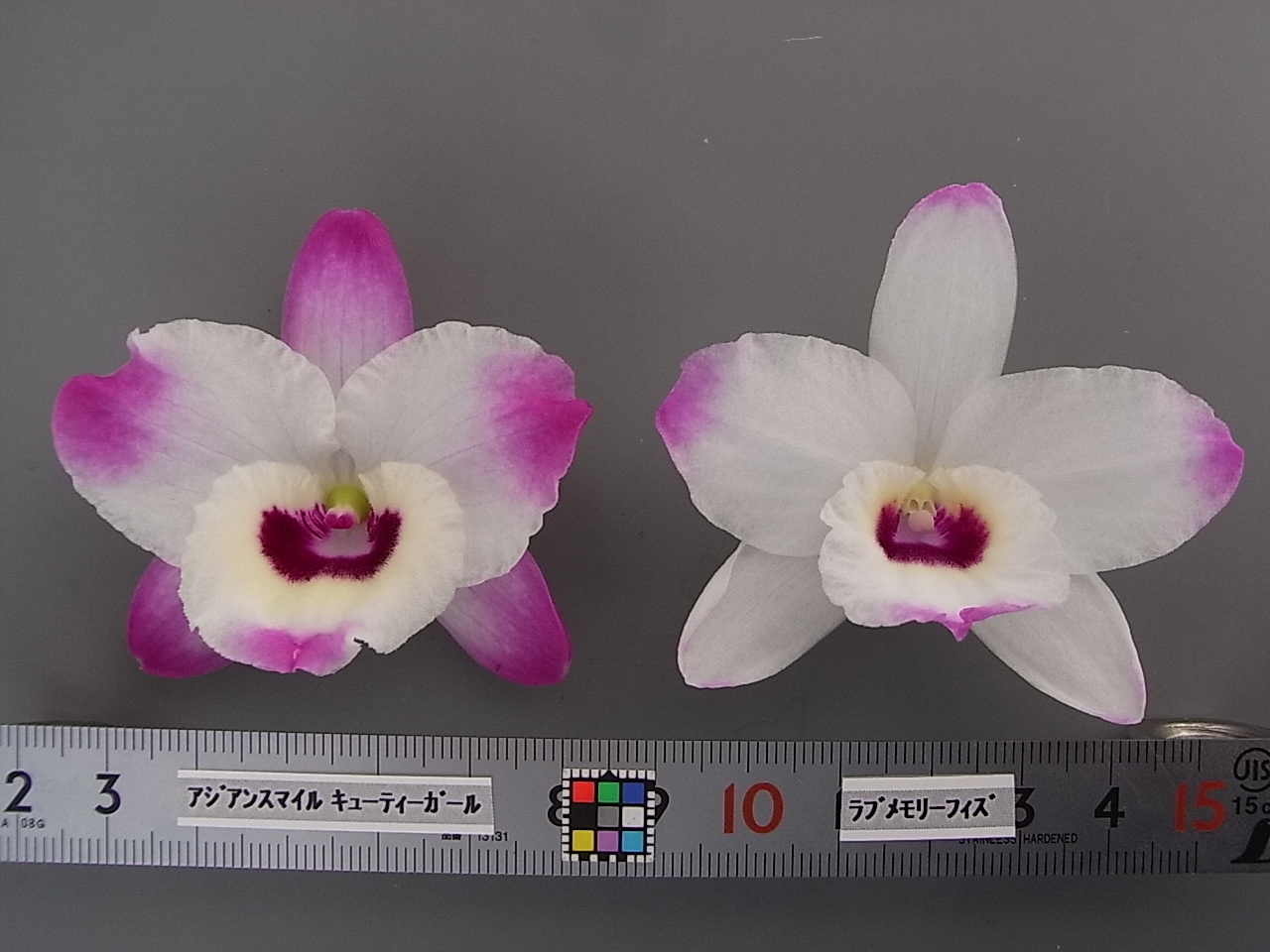 品種登録迅速化総合電子化システム