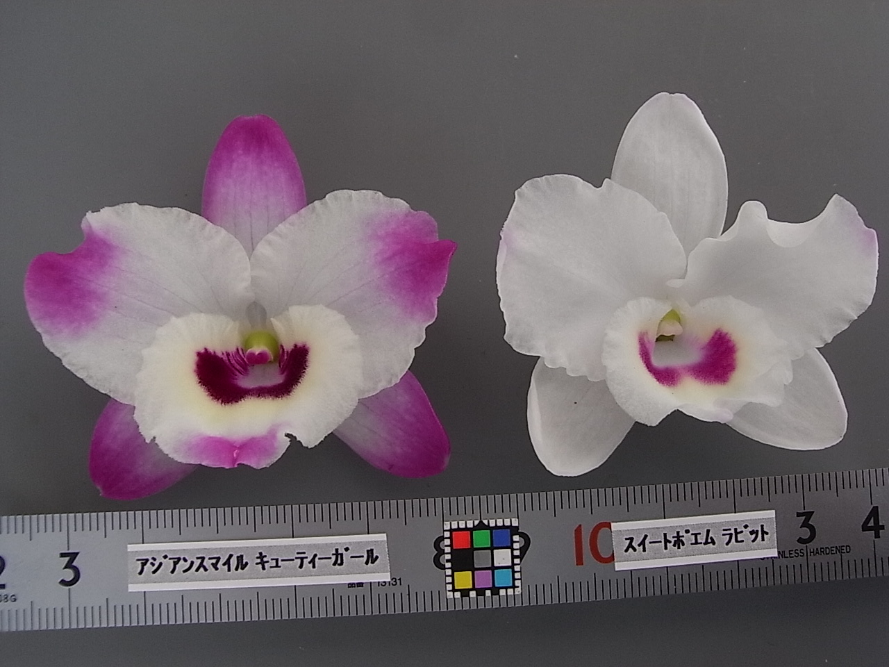 品種登録迅速化総合電子化システム