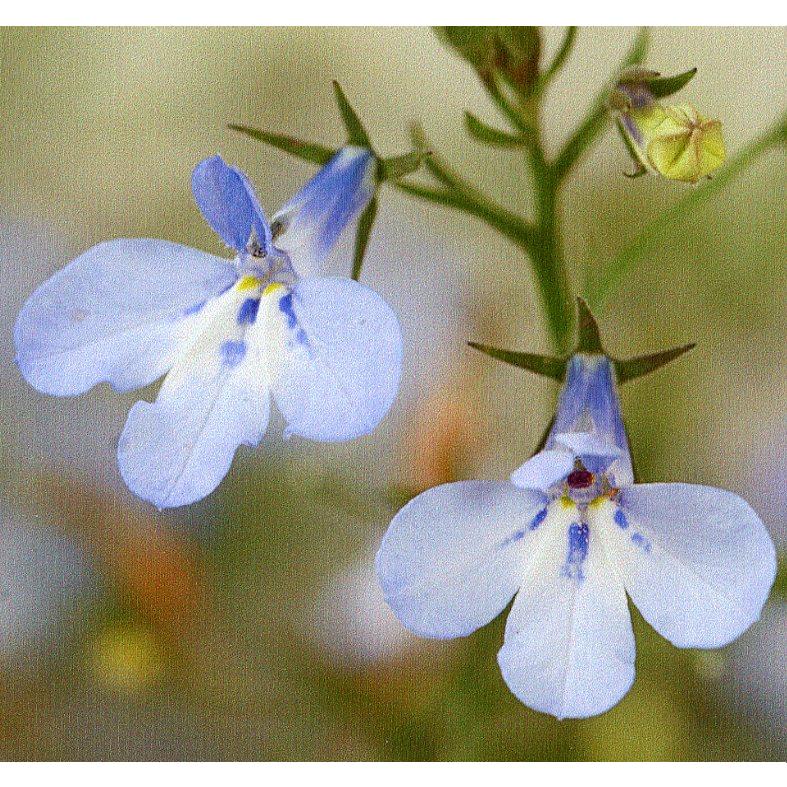 品種登録迅速化総合電子化システム