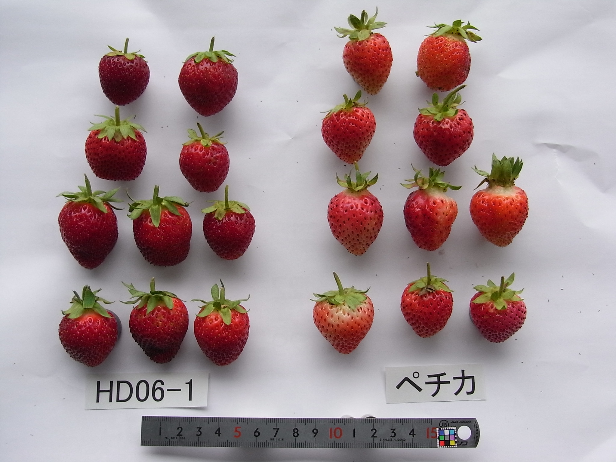 いちご確認ページ fit=scale-down,w=1200