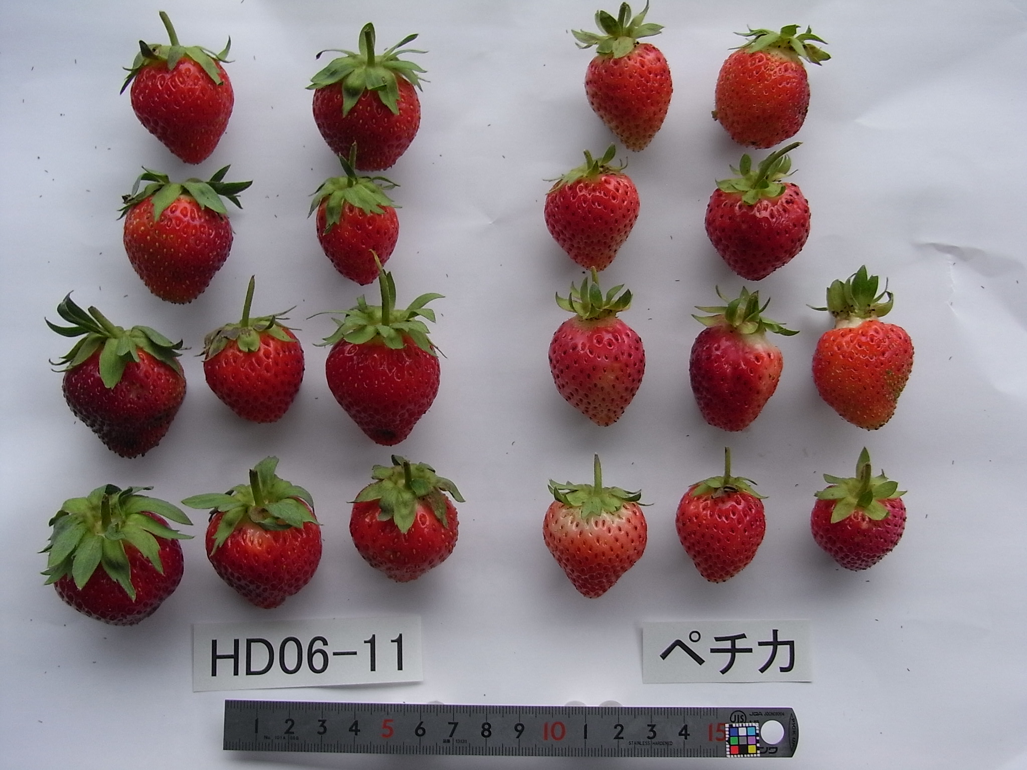 いちご様確認用 41tKLh2AUOL.jpg_BO30,255,255,