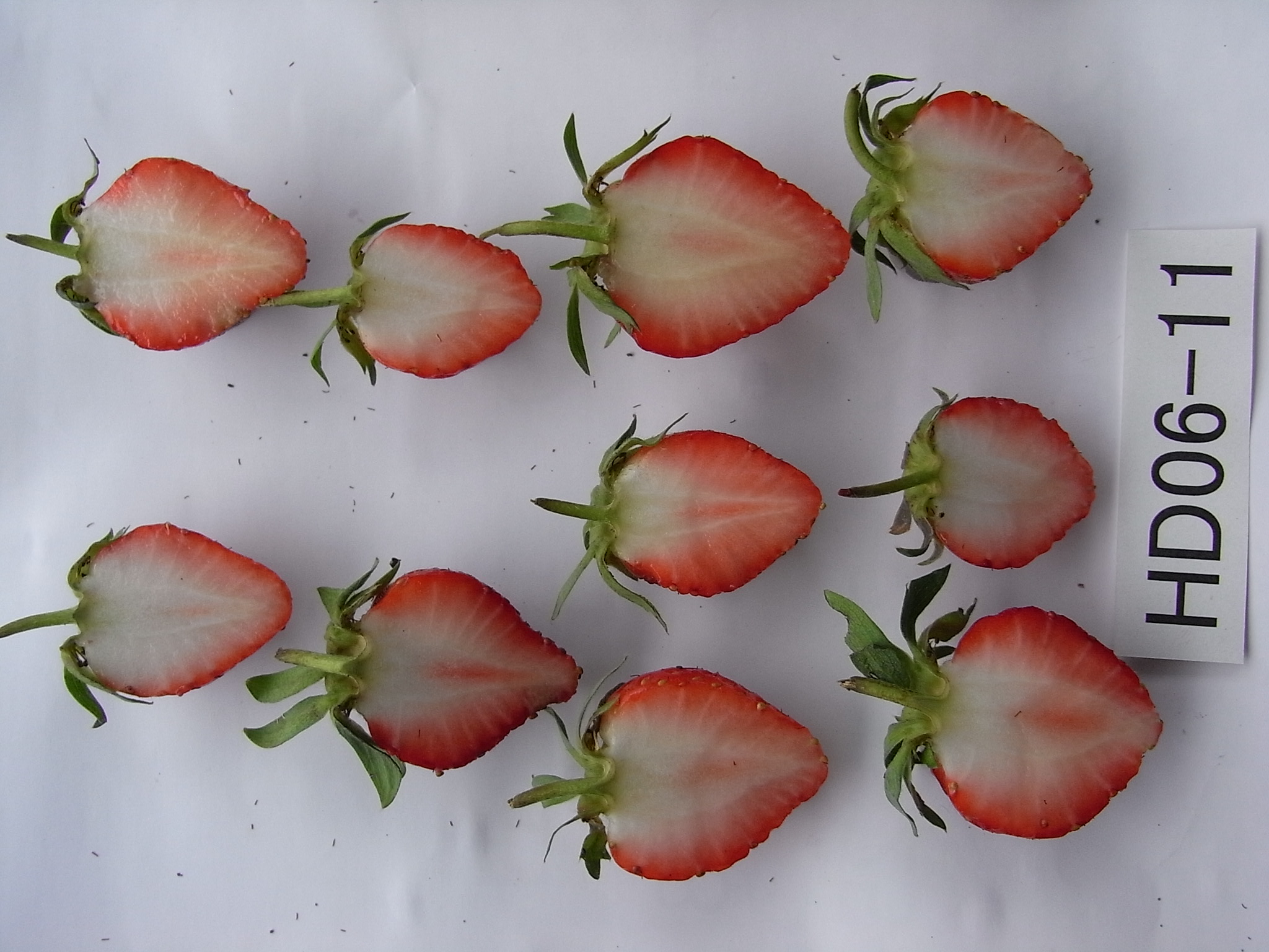 いちご２つさまご確認用！ いちご2つさまご確認用！ イチゴ関連製品 - 包装資材・食品容器