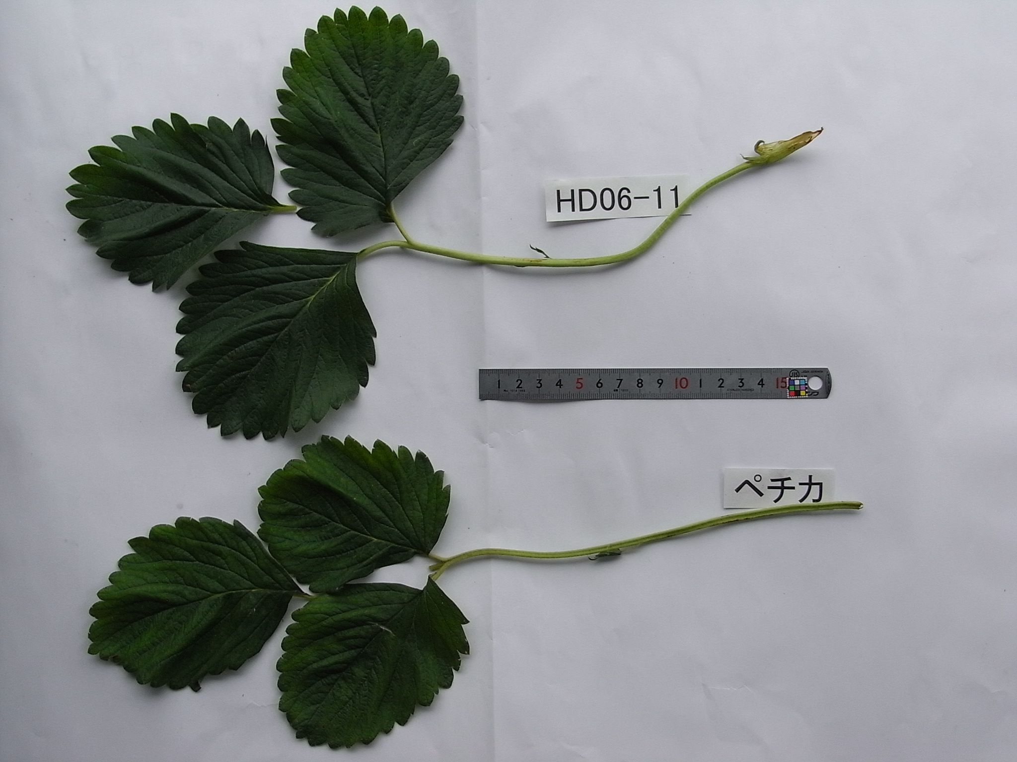 品種登録迅速化総合電子化システム