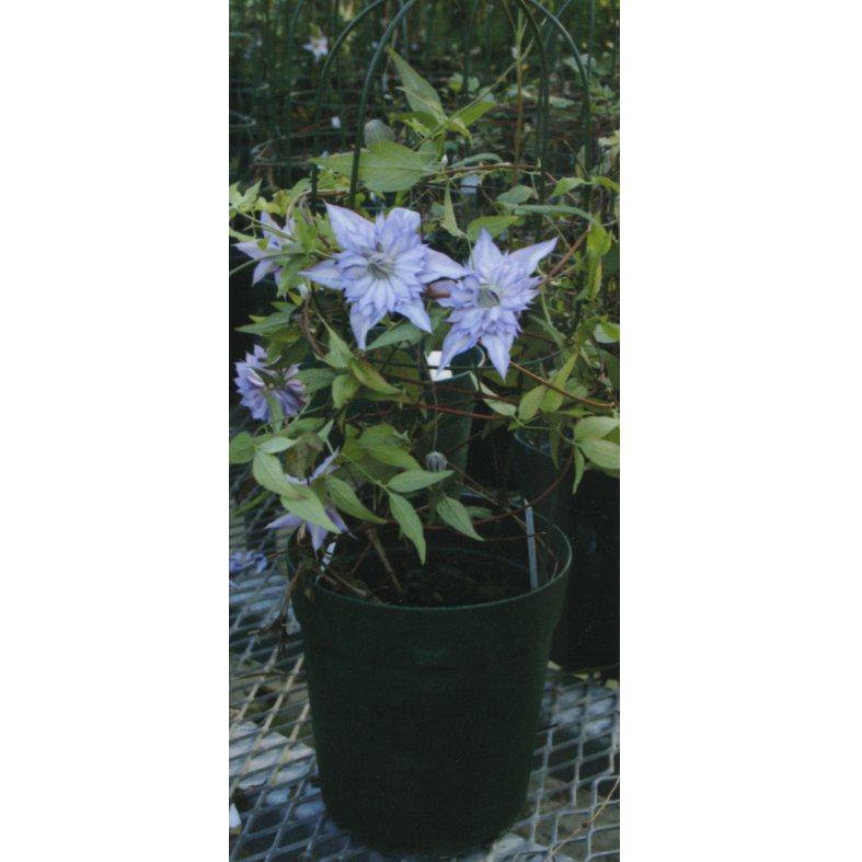 品種登録迅速化総合電子化システム