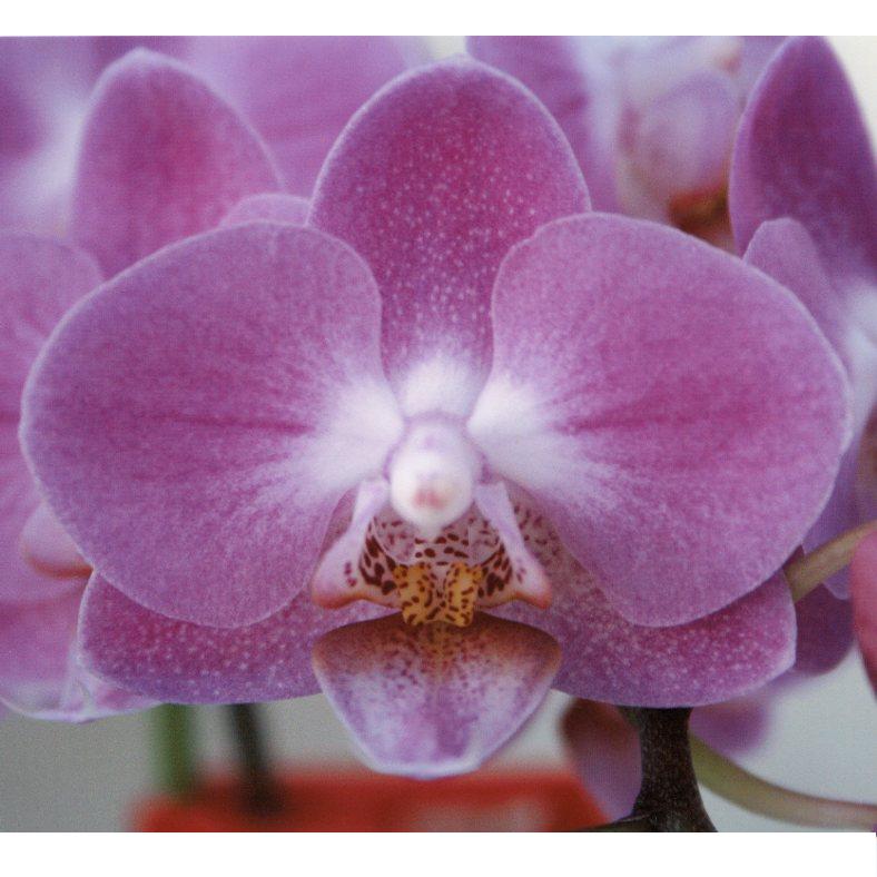 品種登録迅速化総合電子化システム