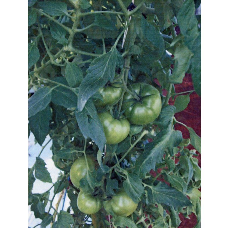 とまとページ 品種登録迅速化総合電子化システム