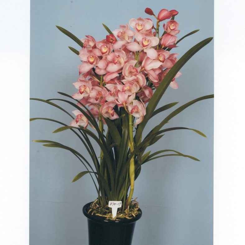 品種不明　確認画像 結局名前は何ですか? Haworthia gordoniana aff., MBB6786, SW of