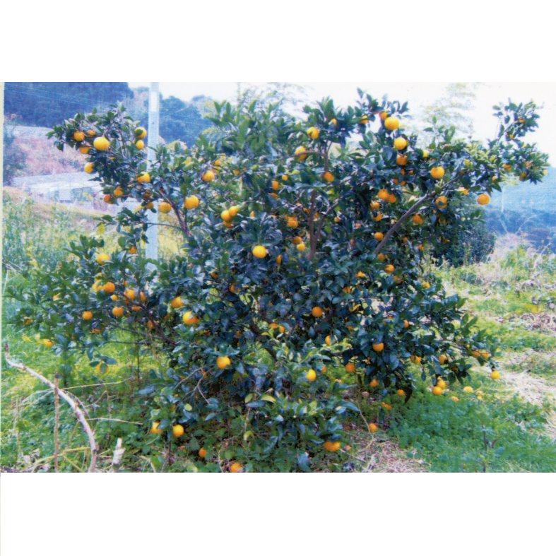 品種登録迅速化総合電子化システム