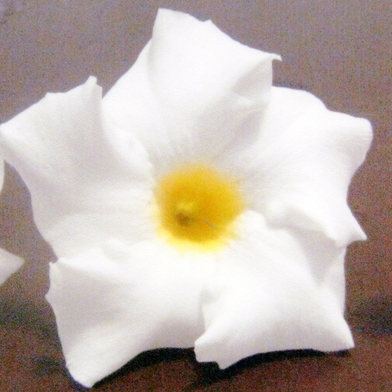 品種登録迅速化総合電子化システム