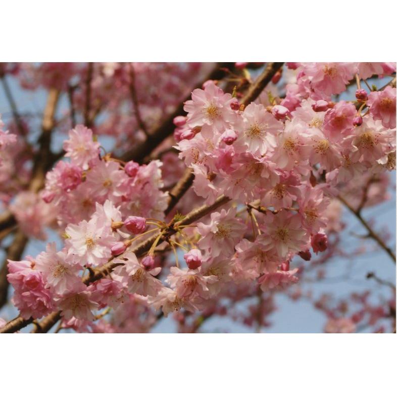 品種登録迅速化総合電子化システム