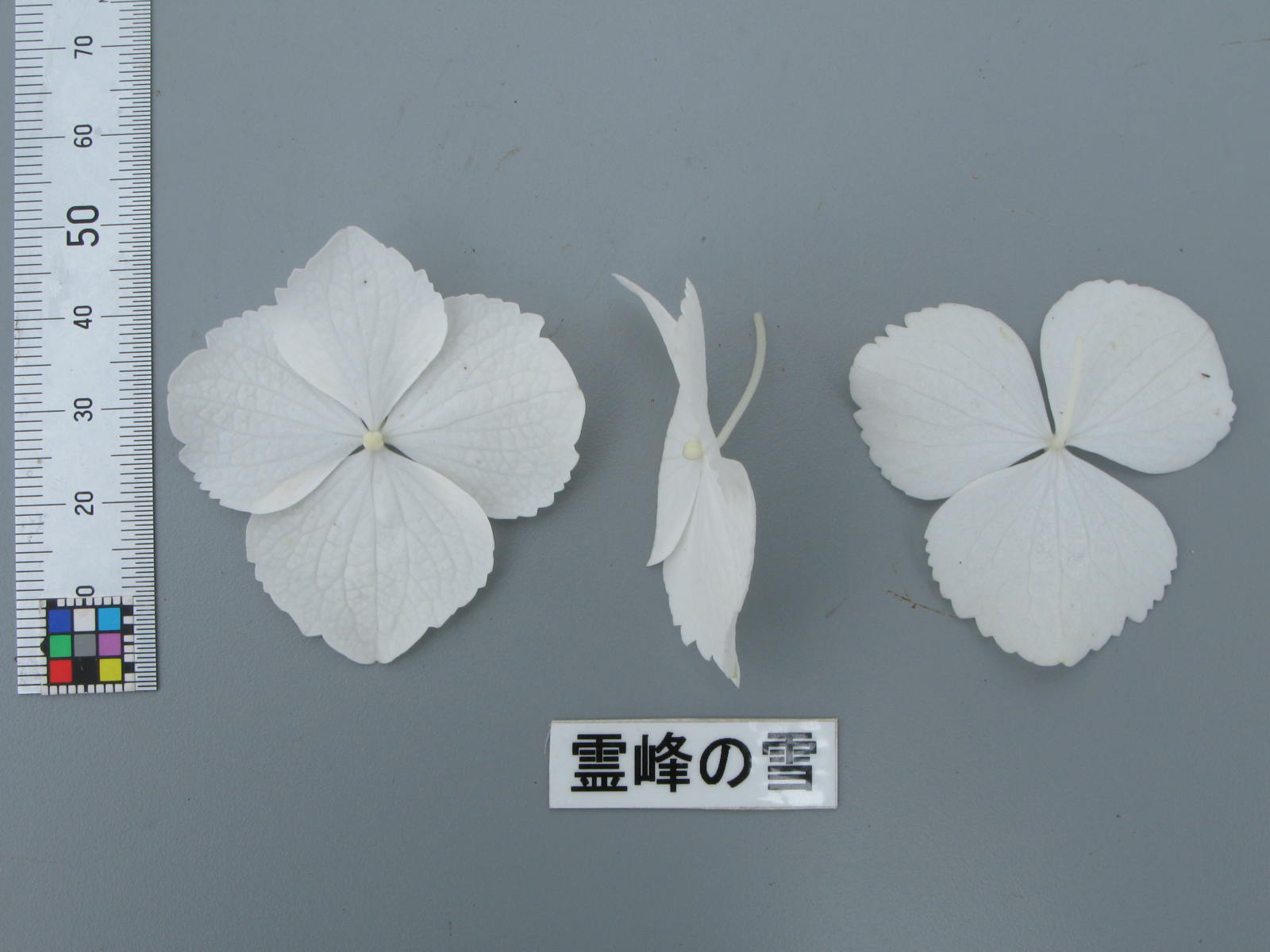 品種登録迅速化総合電子化システム