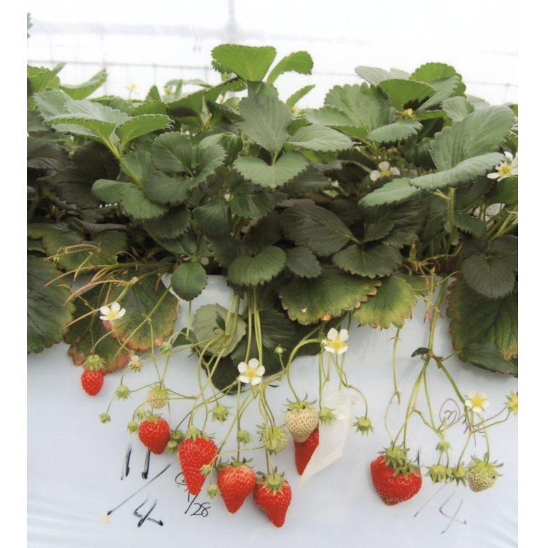 品種登録迅速化総合電子化システム