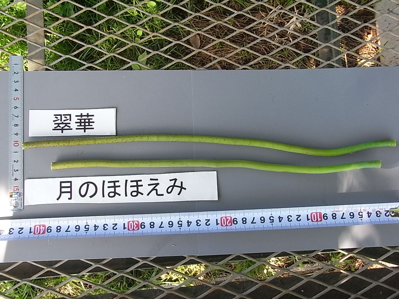 品種登録迅速化総合電子化システム