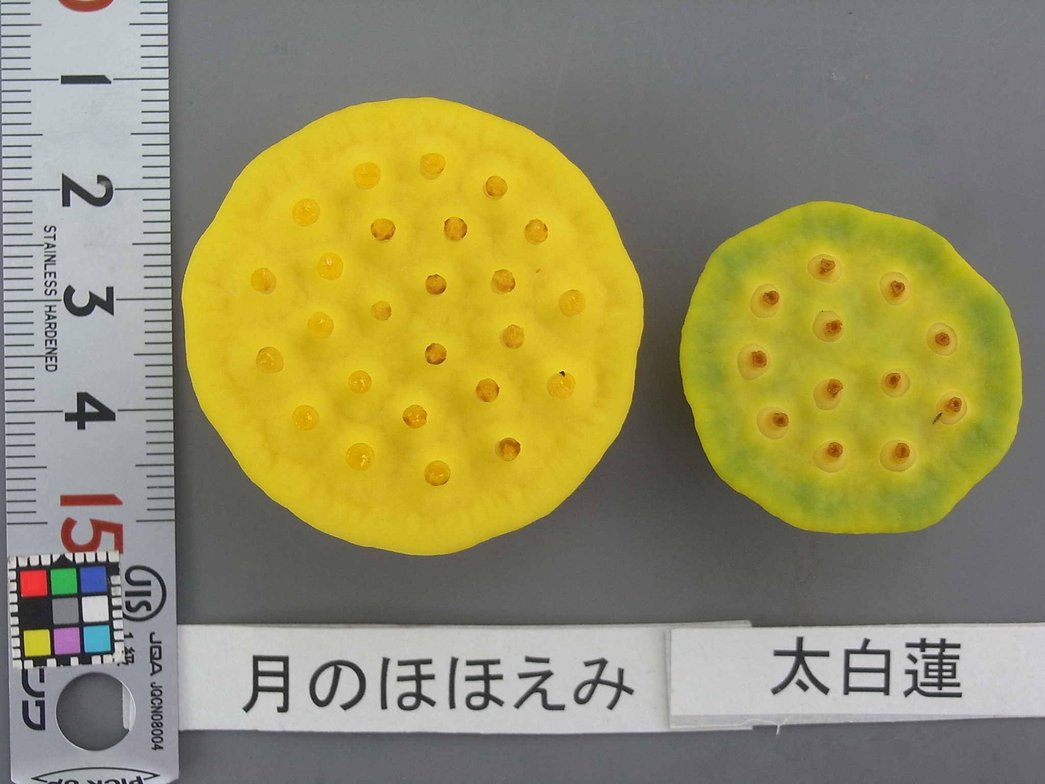 牡丹名鑑 （350種以上にのぼる品種を写真で解説） 品種図鑑 | 日本ぼたん・しゃくやく協会