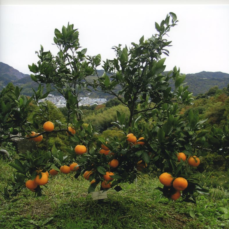 品種登録迅速化総合電子化システム