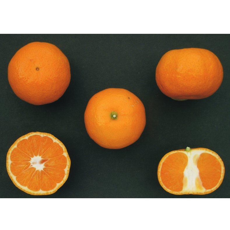 品種登録迅速化総合電子化システム