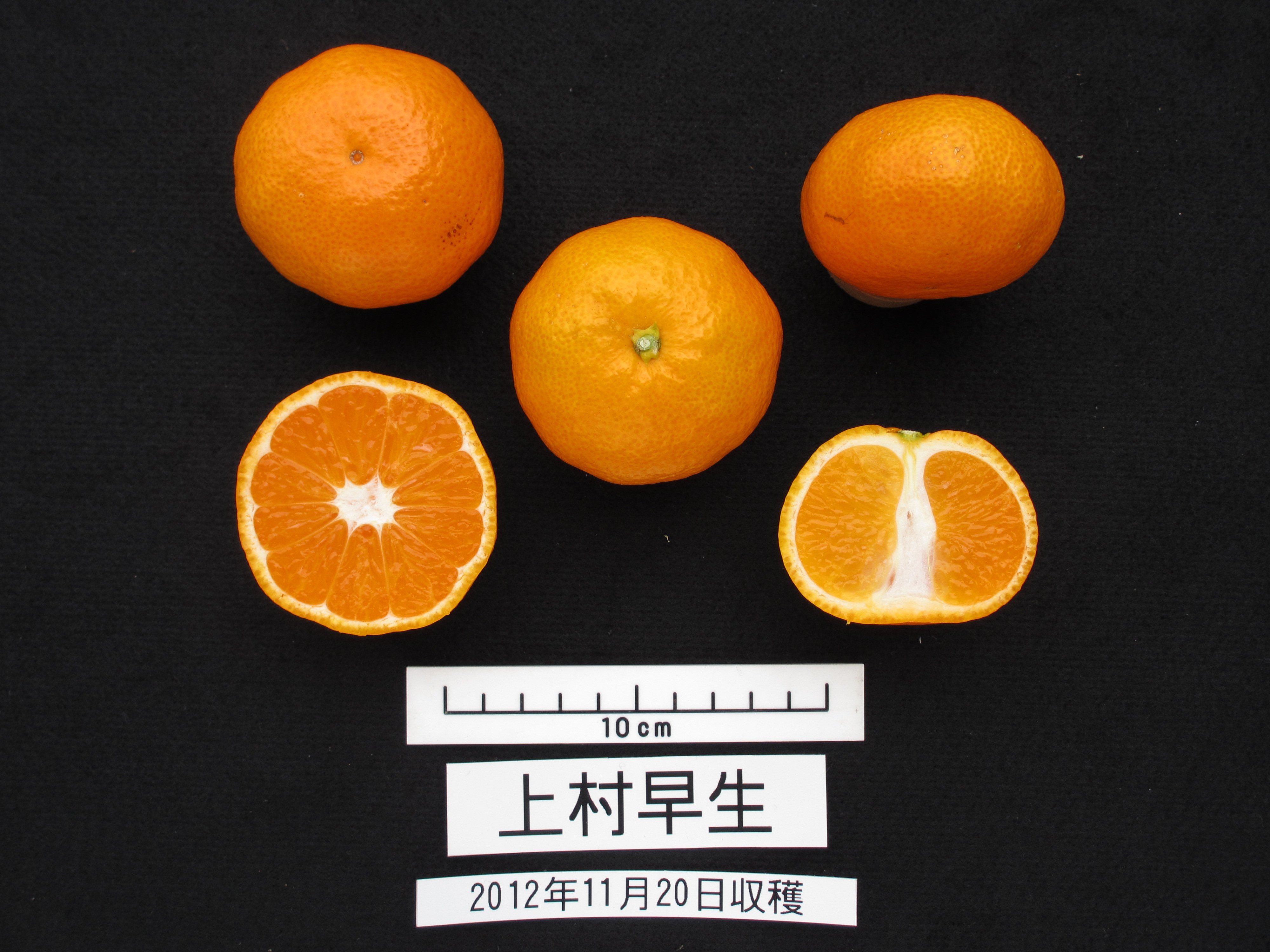 品種登録迅速化総合電子化システム