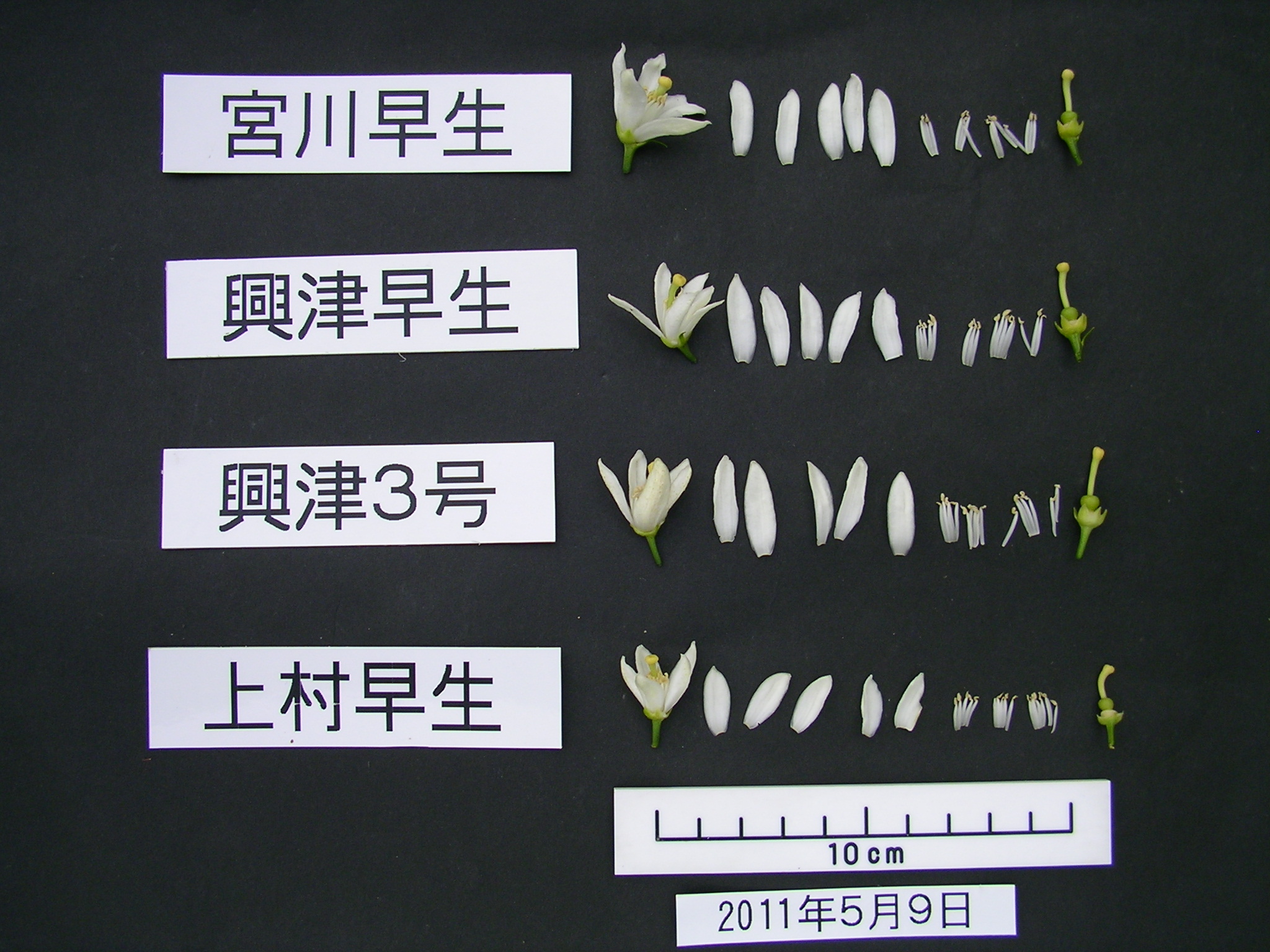 品種登録迅速化総合電子化システム