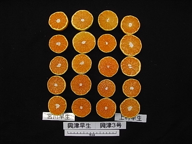品種登録迅速化総合電子化システム