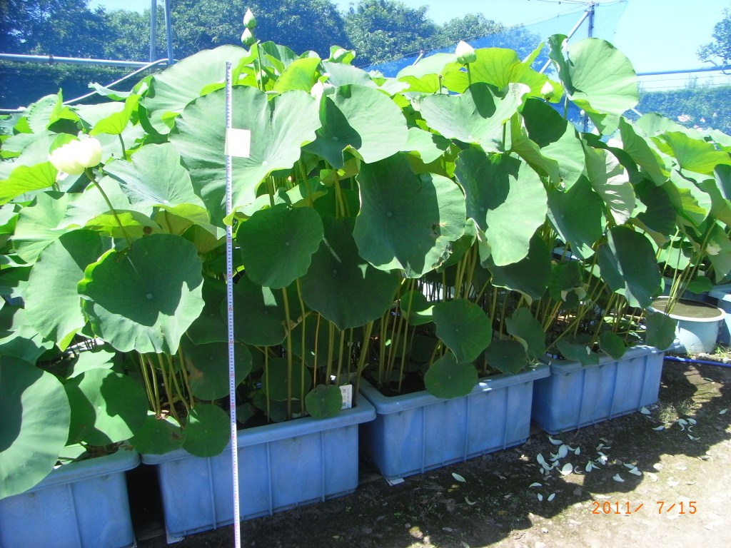 品種登録迅速化総合電子化システム