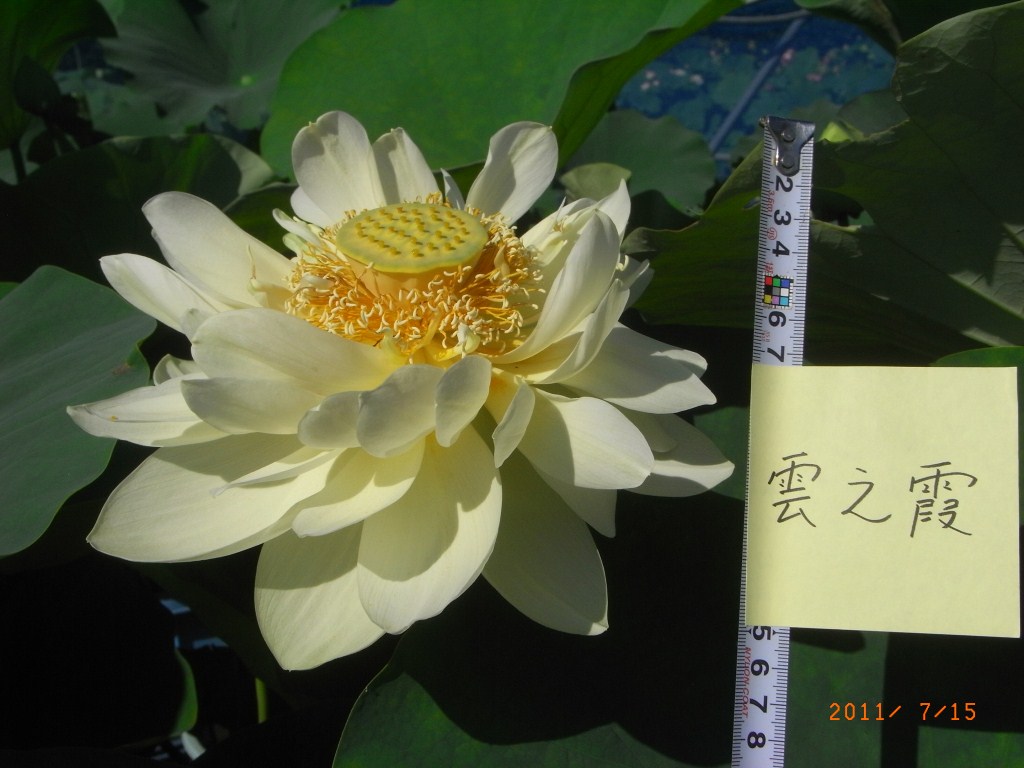 ハスの蕾 淡い緑色とピンク色 ハスの蕾 淡い緑色とピンク色 蓮の花観