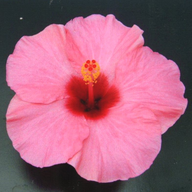 ハイビスカス様 ハイビスカス🌺 | CAINZ DIY Square