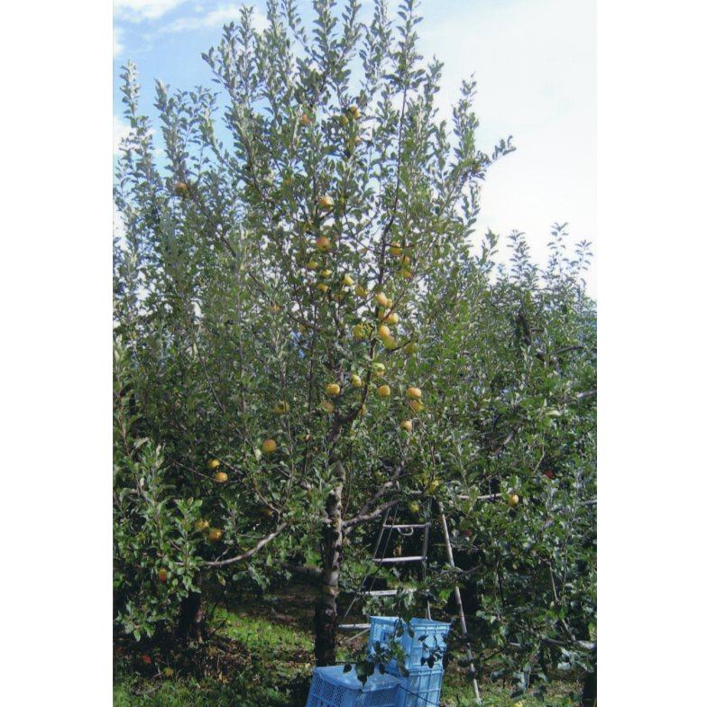 4月入荷 100粒+ リビストナ デコラ 種子 種 証明書あり2802 商品一覧 -