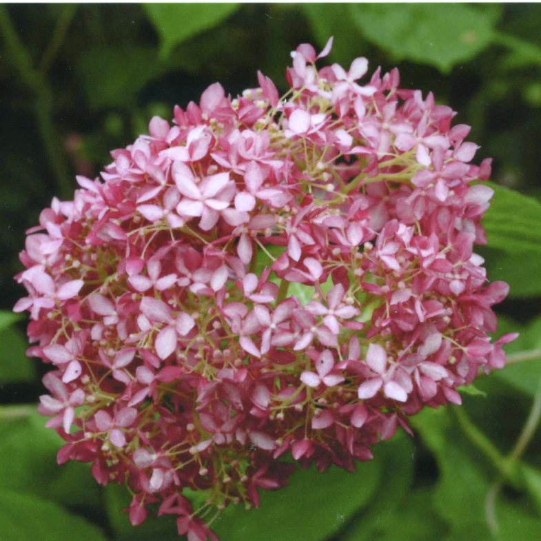 品種登録迅速化総合電子化システム