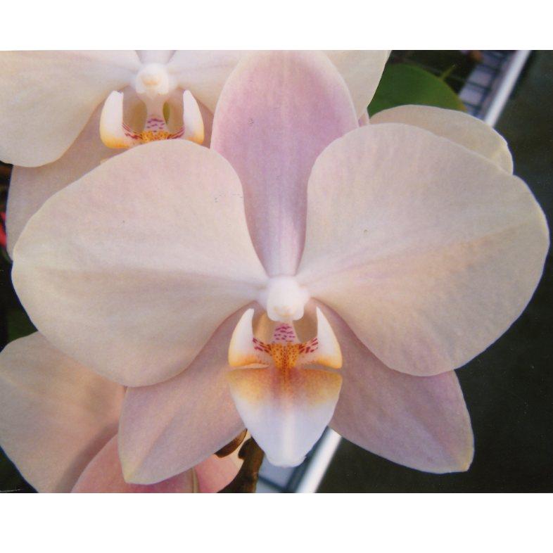【特選】　胡蝶蘭　マザーチーク　5株　ファレノプシス 特選】 胡蝶蘭 マザーチーク 5株 ファレノプシス マザーチーク